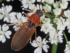 Denticollis linearis