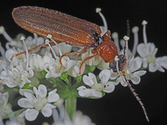 Denticollis linearis