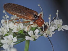 Denticollis linearis