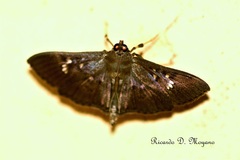 Microthyris prolongalis