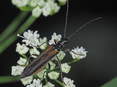 Oedemera pthysica