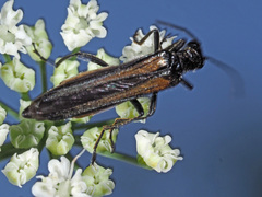 Oedemera pthysica