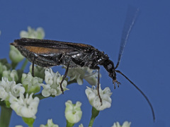 Oedemera pthysica