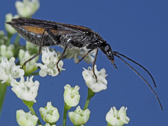 Oedemera pthysica