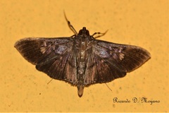 Microthyris prolongalis