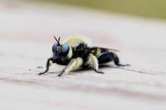 Laphria affinis