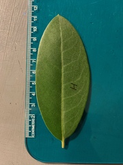 Rhododendron catawbiense
