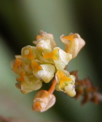 Trizeuxis falcata