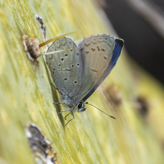 Celastrina echo