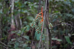 Chamaedorea tepejilote