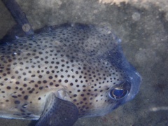 Chilomycterus reticulatus