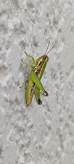 Melanoplinae