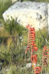 Watsonia schlechteri