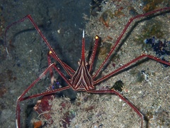 Stenorhynchus lanceolatus