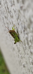Melanoplinae