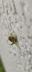 Melanoplinae