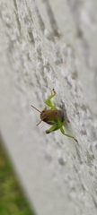 Melanoplinae