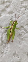 Melanoplinae