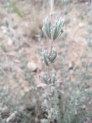 Lavandula × intermedia