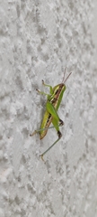 Melanoplinae