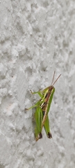 Melanoplinae