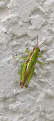 Melanoplinae
