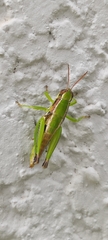 Melanoplinae