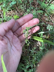 Galium bermudense