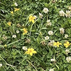 Bidens andicola