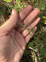 Galium bermudense