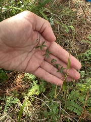 Galium bermudense