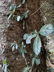Cissus striata