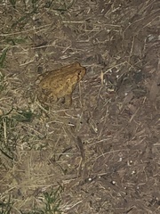 Anaxyrus fowleri