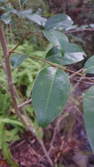 Glochidion ferdinandi