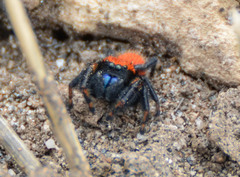 Phidippus nikites