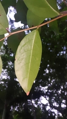 Glochidion ferdinandi