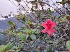 Rhododendron oldhamii