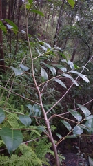 Glochidion ferdinandi