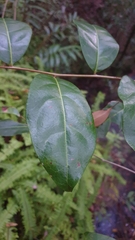 Glochidion ferdinandi