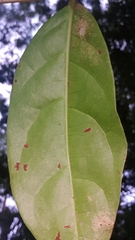 Glochidion ferdinandi