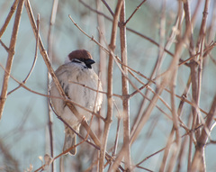 Passer montanus