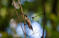 Phaethornis anthophilus