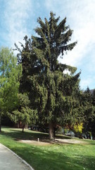 Picea smithiana