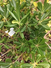 Pittosporum