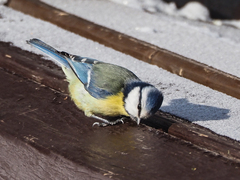 Cyanistes caeruleus
