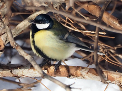 Parus major