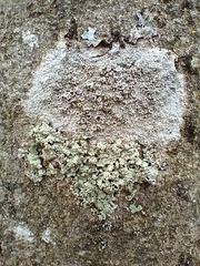 Lecanoraceae