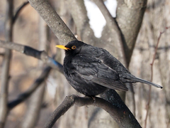 Turdus merula