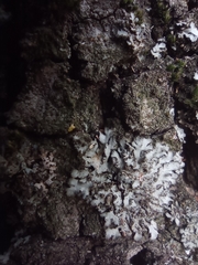 Phaeophyscia orbicularis