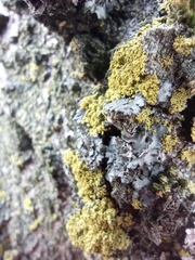 Phaeophyscia orbicularis